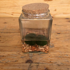 Marimo piccolo (Copia)
