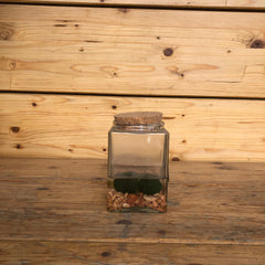 Marimo piccolo (Copia)