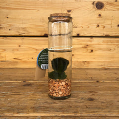 Marimo small