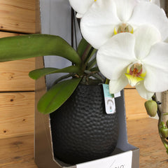 Orchidea cascata