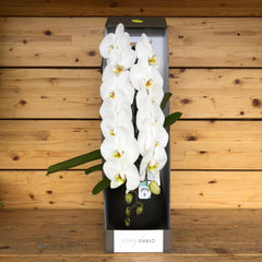 Orchidea cascata