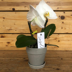 phalaenopsis unico fiore