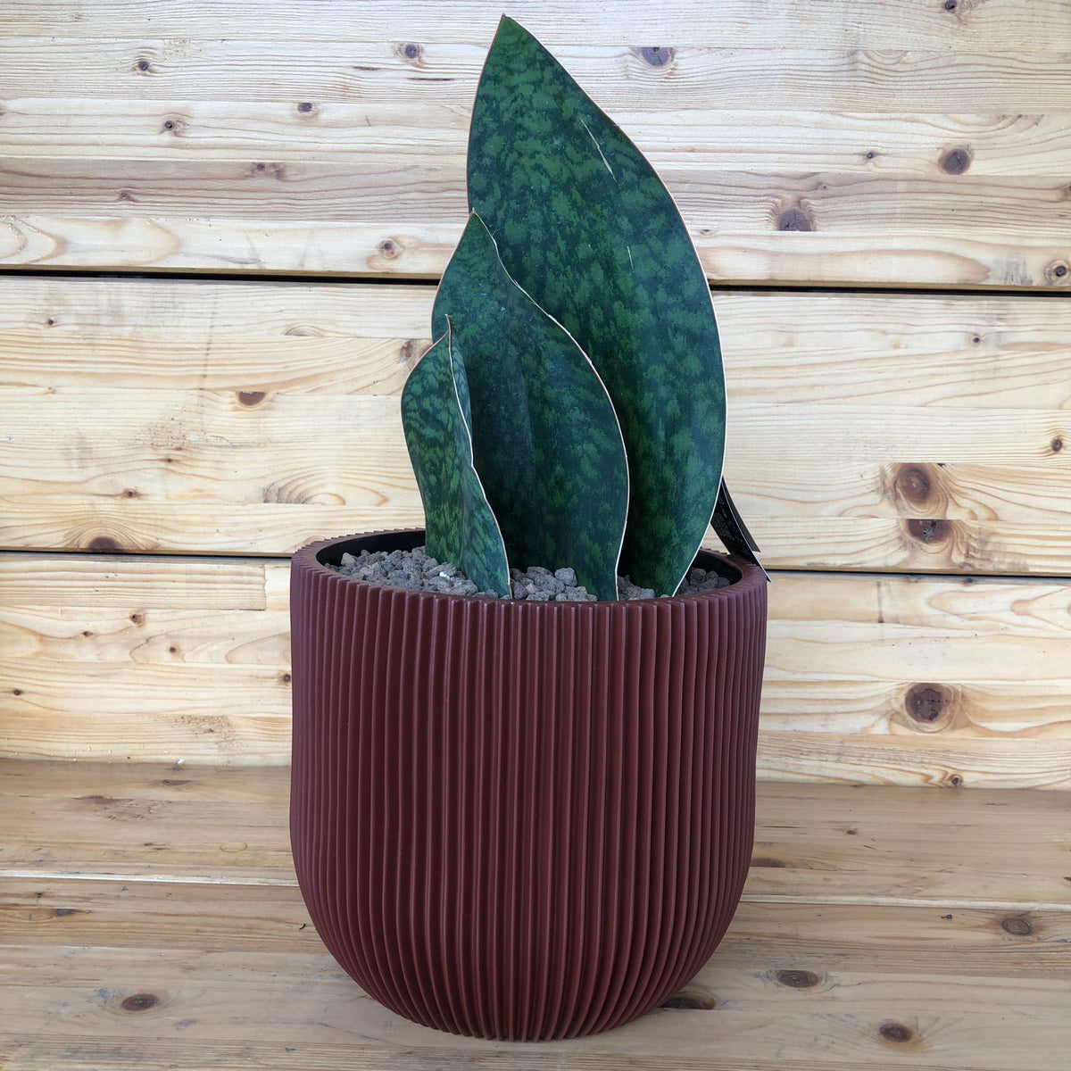 Sansevieria a lingua