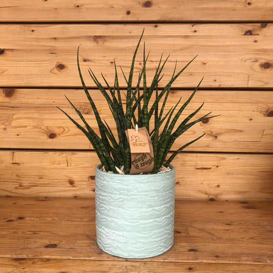 Sansevieria in vaso green