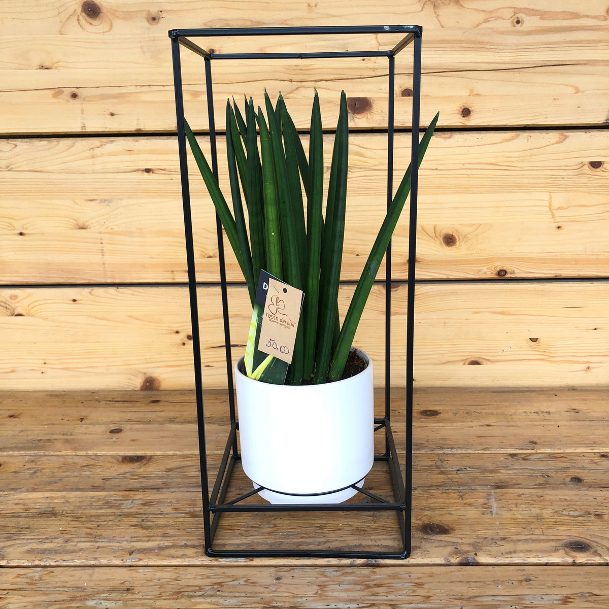 Sansevieria in struttua