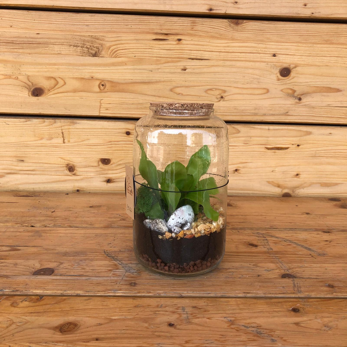 Terrarium small