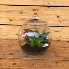 Terrarium rotondo