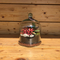 Terrarium campana