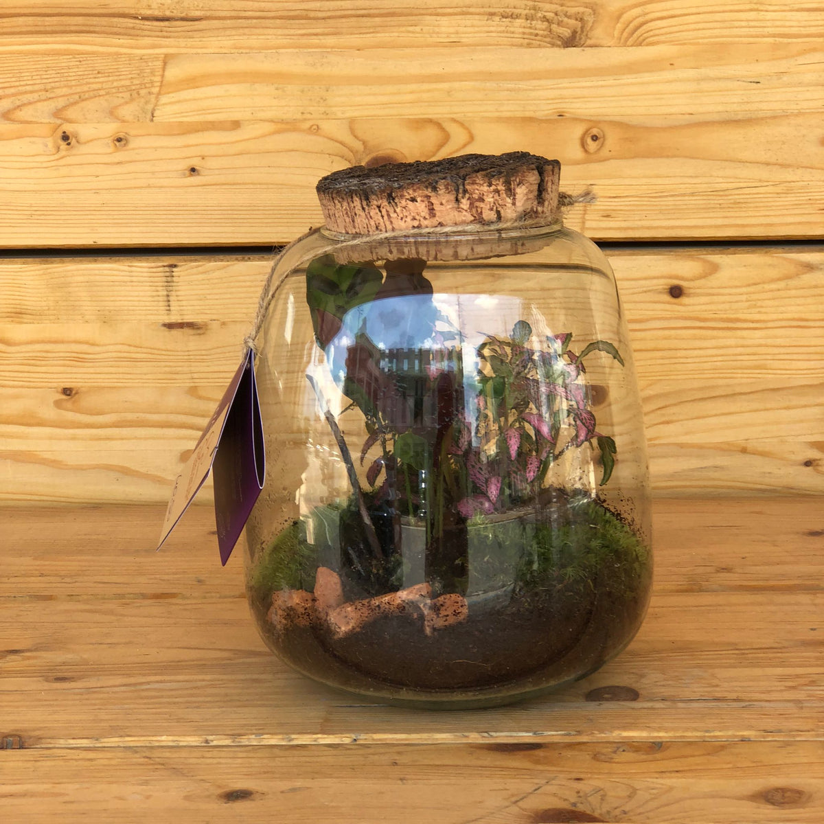 Terrarium con tappo in sughero