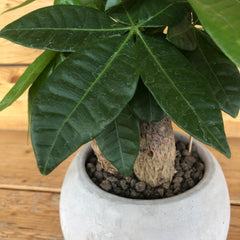 Pachira in vaso grigio