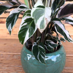 Calathea in vaso verde