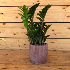 Zamia in vaso