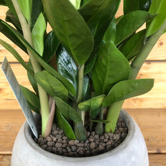 Zamia in vaso grigio