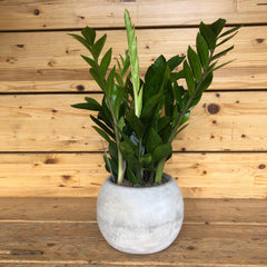 Zamia in vaso grigio