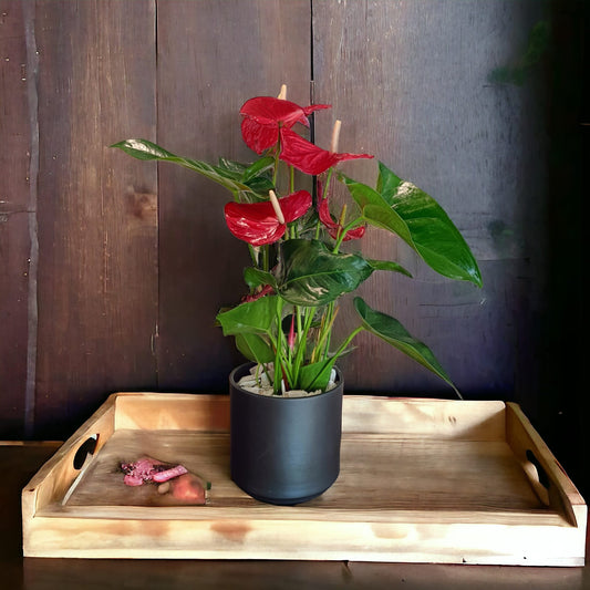 Anthurium in vaso - piante da interni - L'Asso dei fiori