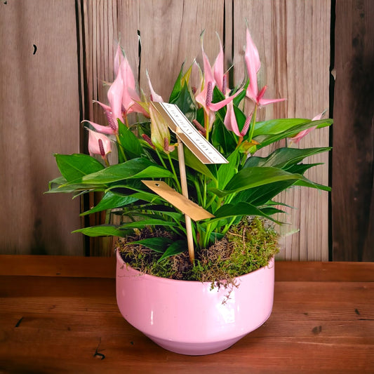Anthurium in ciotola rosa - piante da interni - L'Asso Dei Fiori