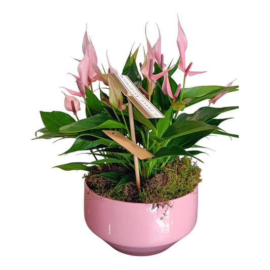 Anthurium in ciotola rosa -piante da interni - L'Asso Dei Fiori