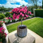 Azalea in cesto - piante da interni - L'Asso dei fiori