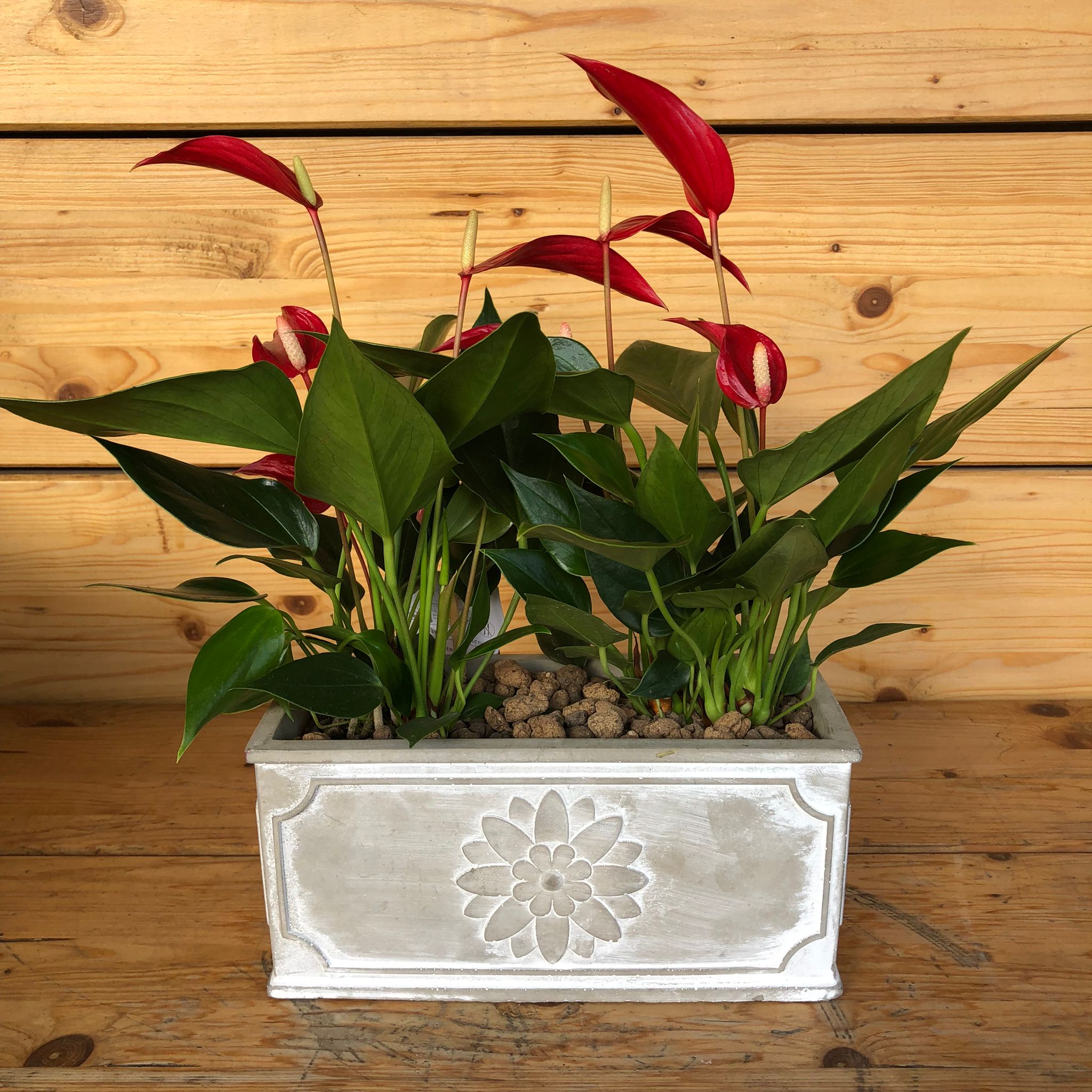 Anthuriumrettangolo-1