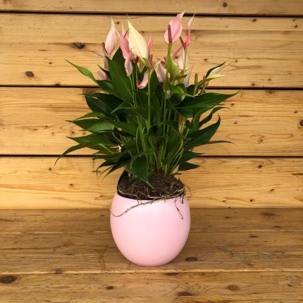 Anthurium  in vaso rosa