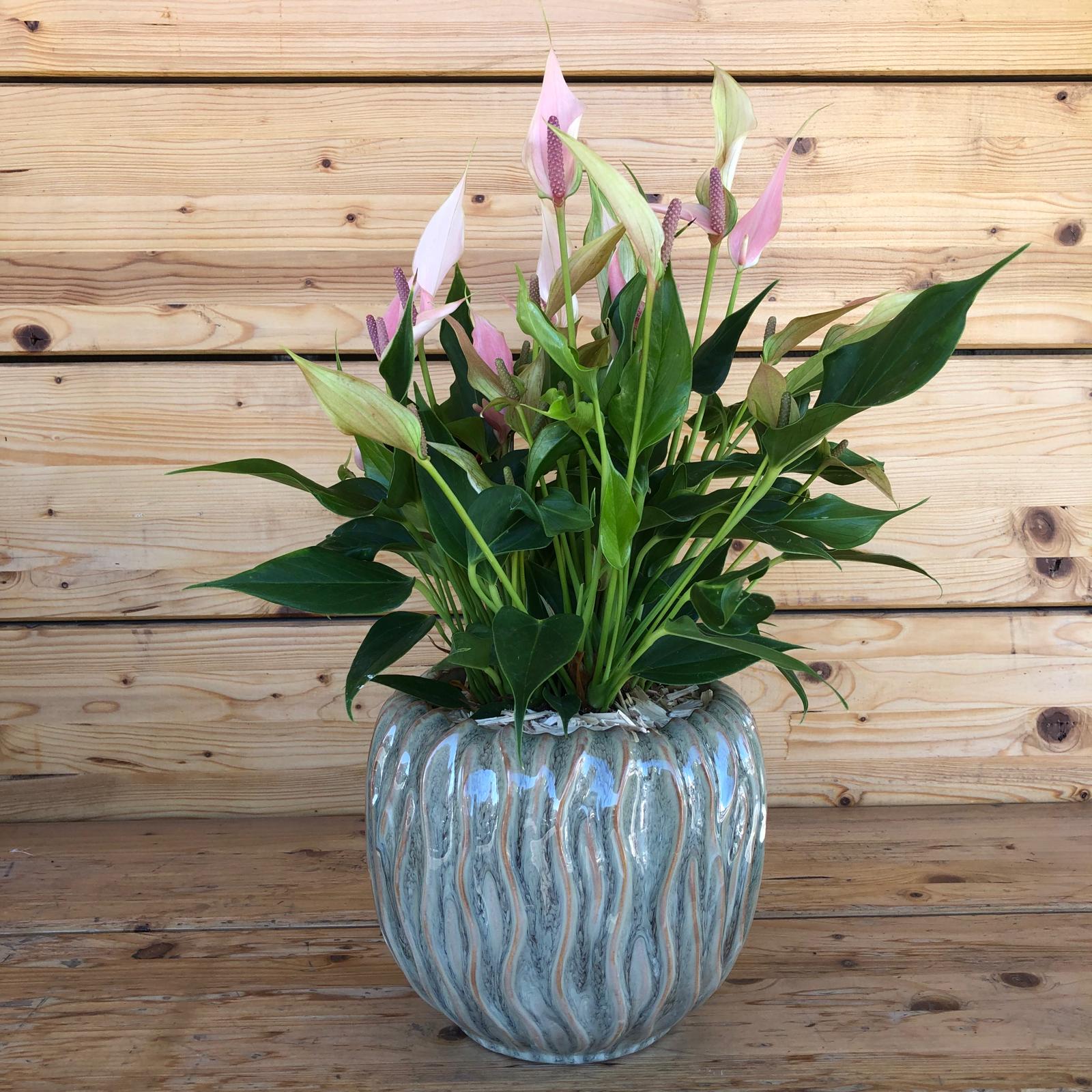 Anthuriumvasovariegato_2e739852-4ae5-4138-a994-24ca733e3bdd