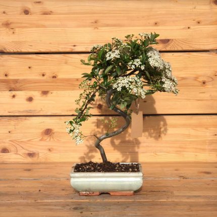 Bonsai Pyracantha bianco