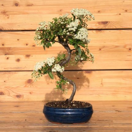Bonsai Pyracantha