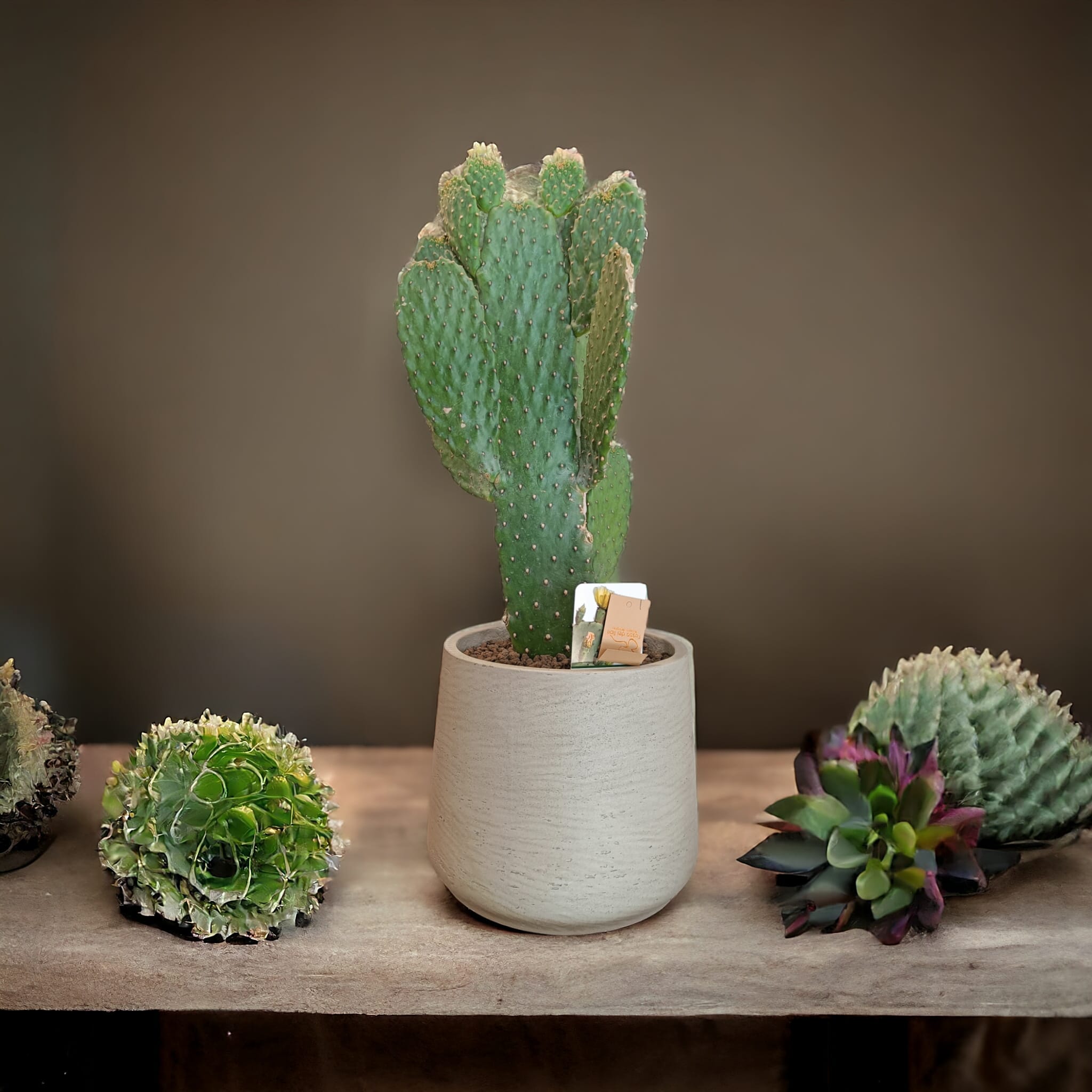 Cactus Fico d'india - pianta da interni