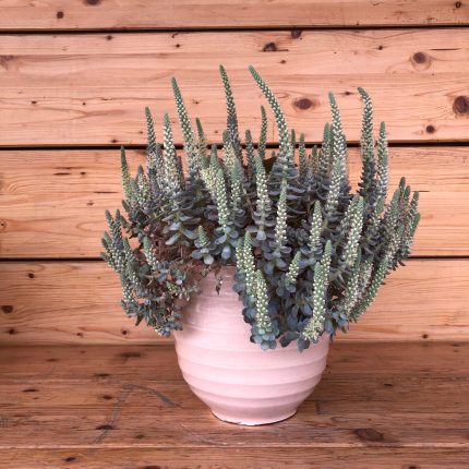 Orostachys malacophylla