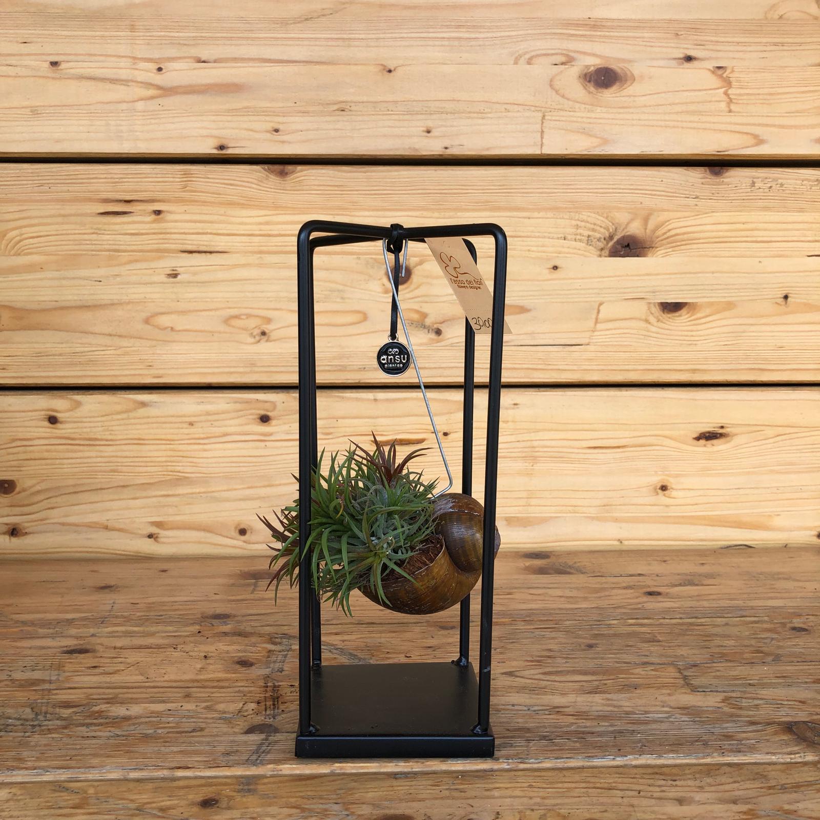 ConchigliaTillanzia-1