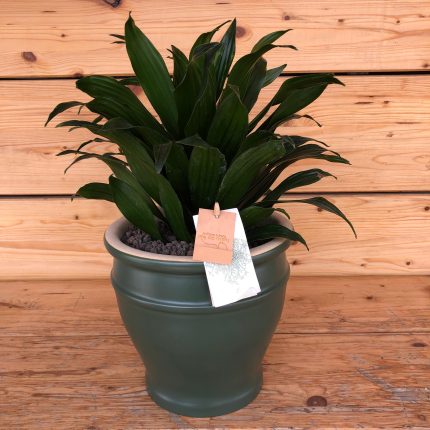 Dracena in vaso verde