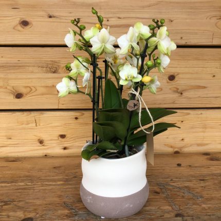 Phalaenopsis in vaso