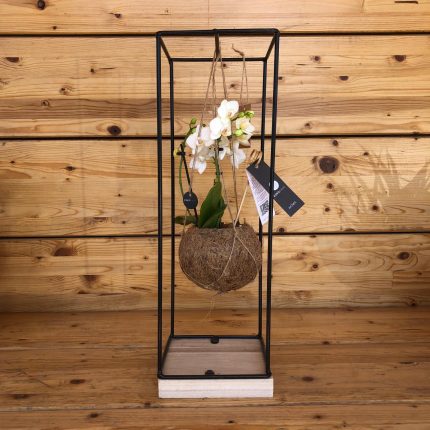 Phaelenopsis kokodama