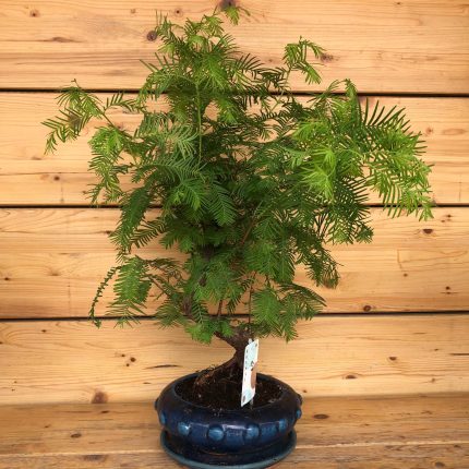 Bonsai metasequoia grande