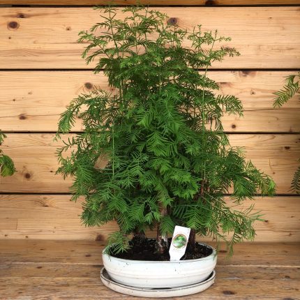 Bonsai metasequoia Beige
