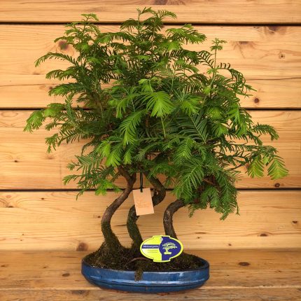 Bonsai metasequoia grande