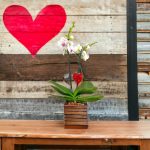 Orchidea in vaso | Piante da interni