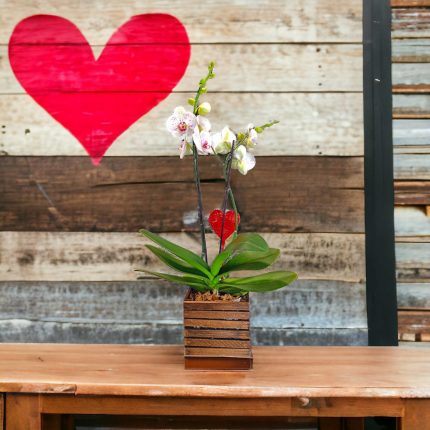 Orchidea in vaso | Piante da interni