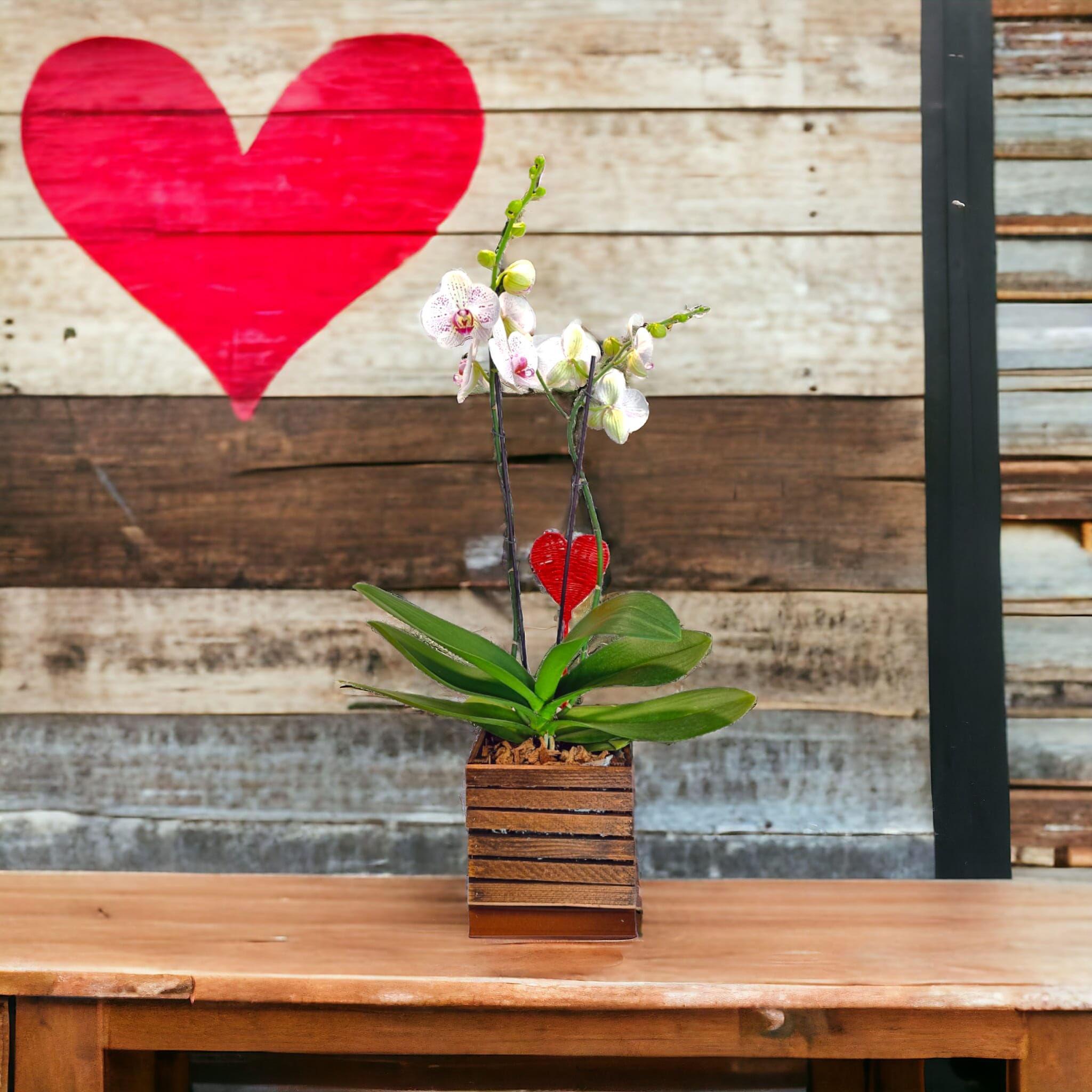 Orchidea_10893125-7e69-4c49-8b8b-fbe6c7cb536f Orchidea in vaso | Piante da interni