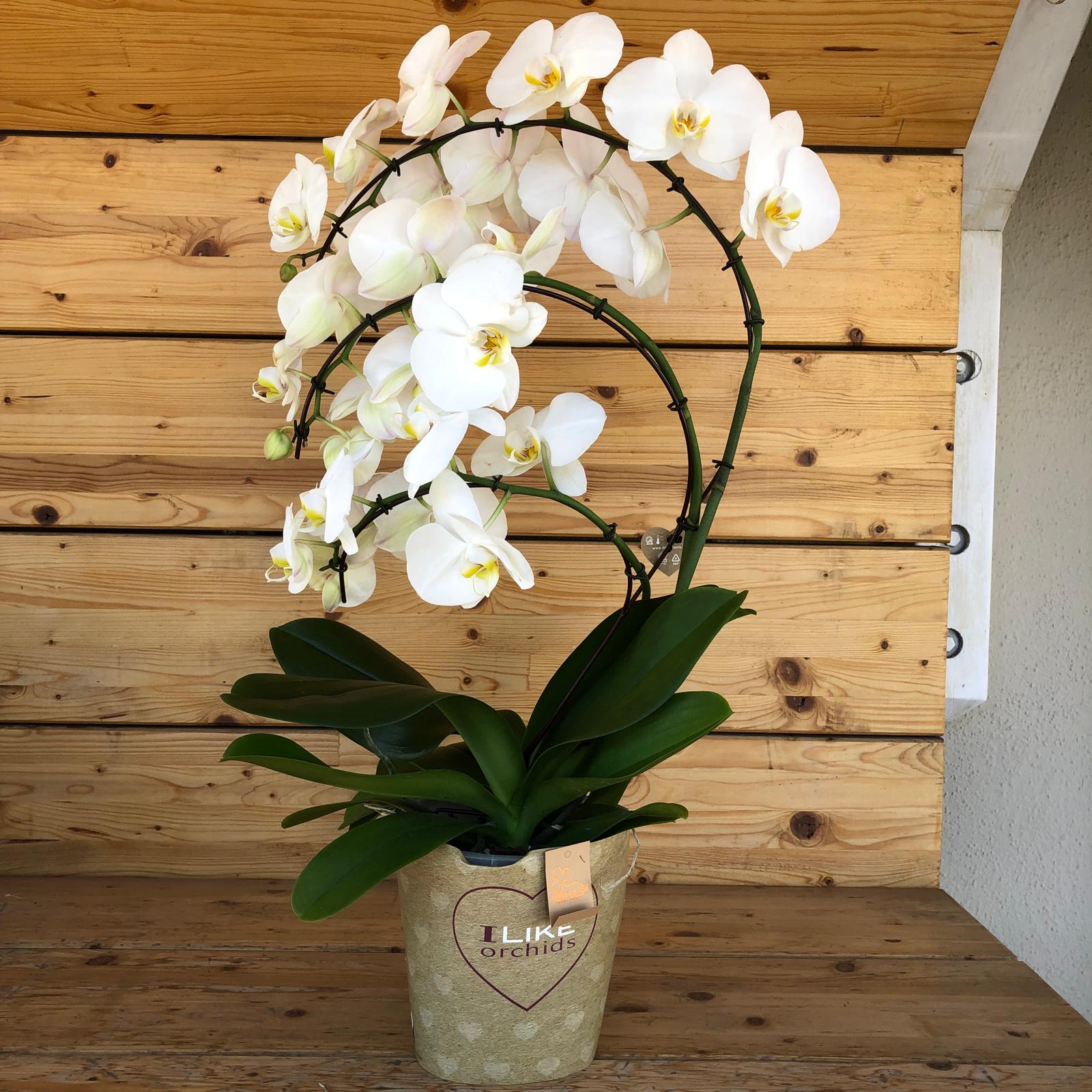 Orchideaagiro_33226f88-e668-417e-bb71-3e6851a0c6ce