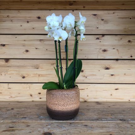 Orchidea in vaso bicolore