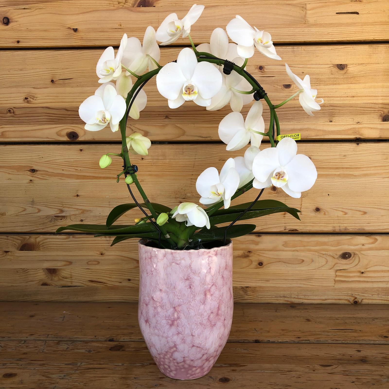 Orchideavasocircolare