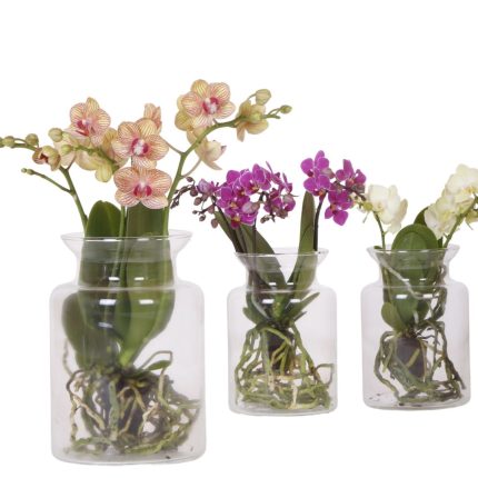 Phaelenopsis I like orchids medio