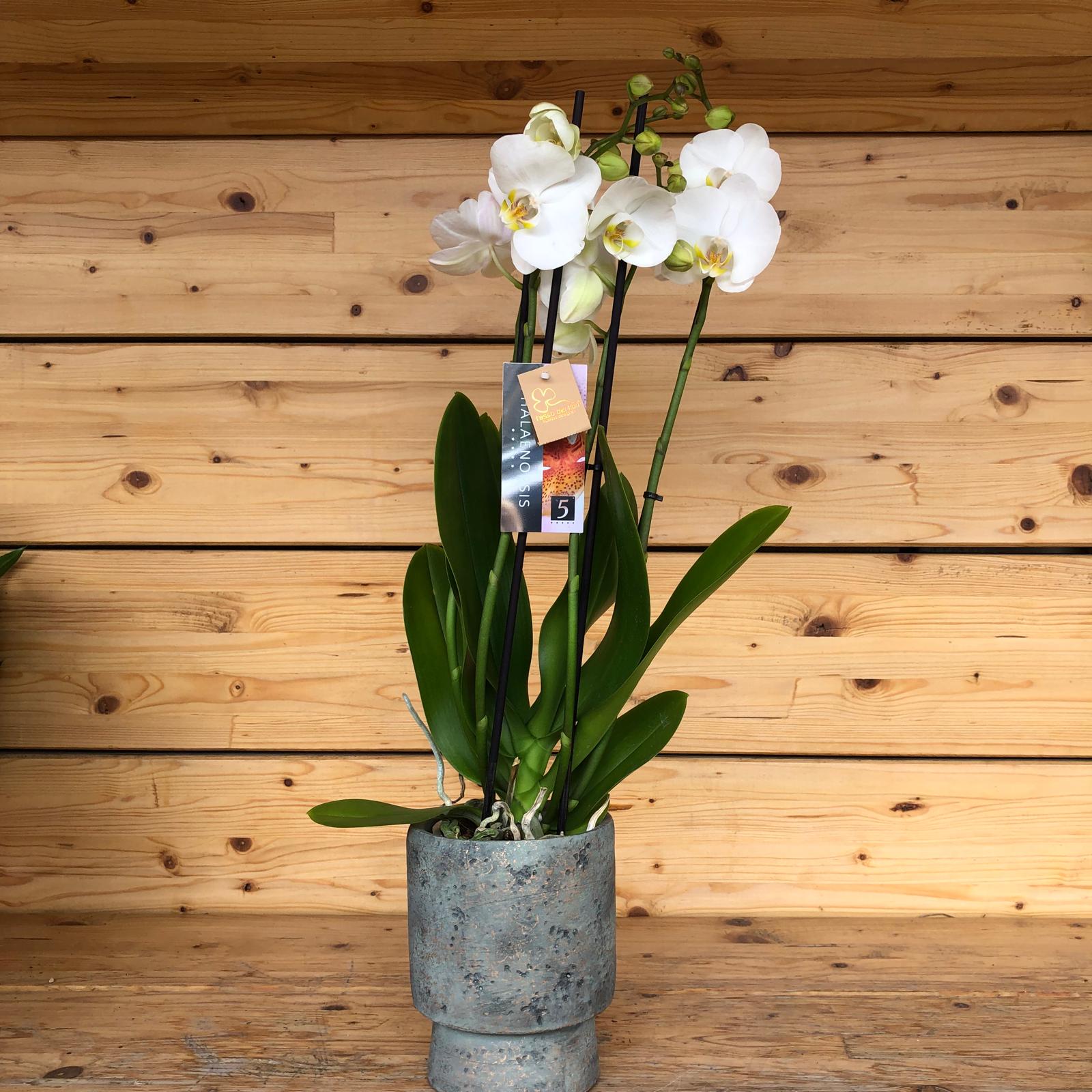 Phalanopsisvasogrigio