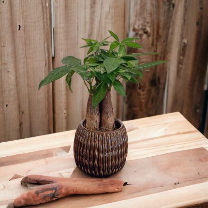 Pachira | Pianta da interni