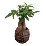 Pachira | Pianta da interni