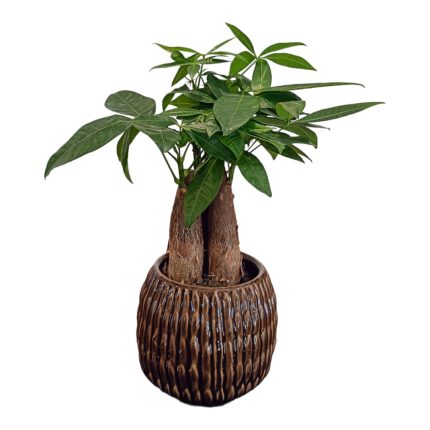 Pachira | Pianta da interni