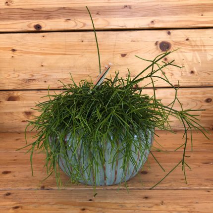 Rhipsalis in ciotola