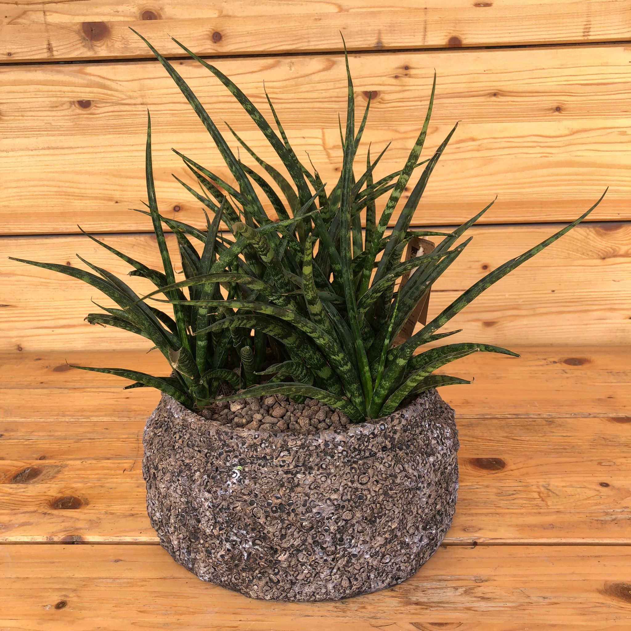 SansevieriaSpaghetti