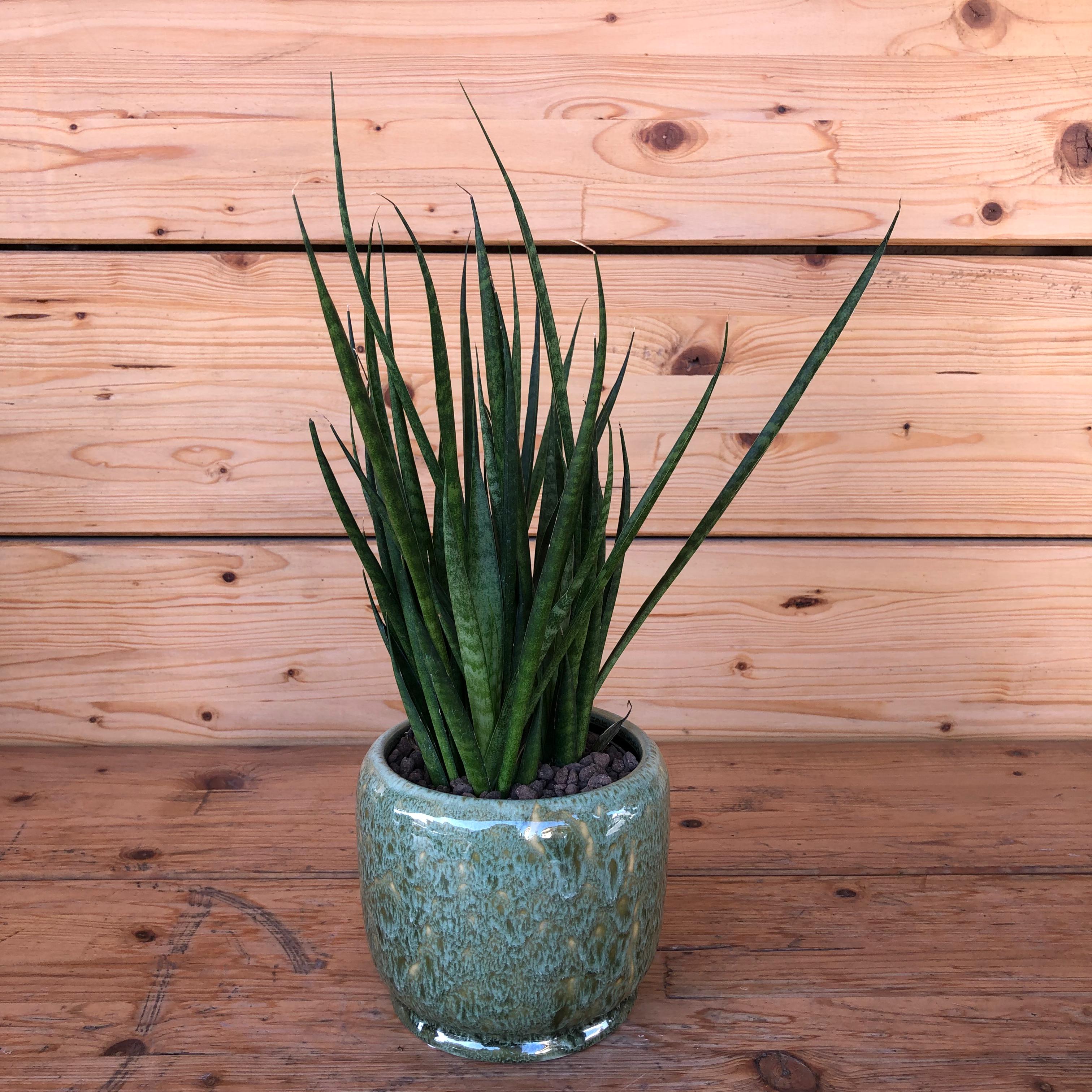 Sansevieriacilindrica